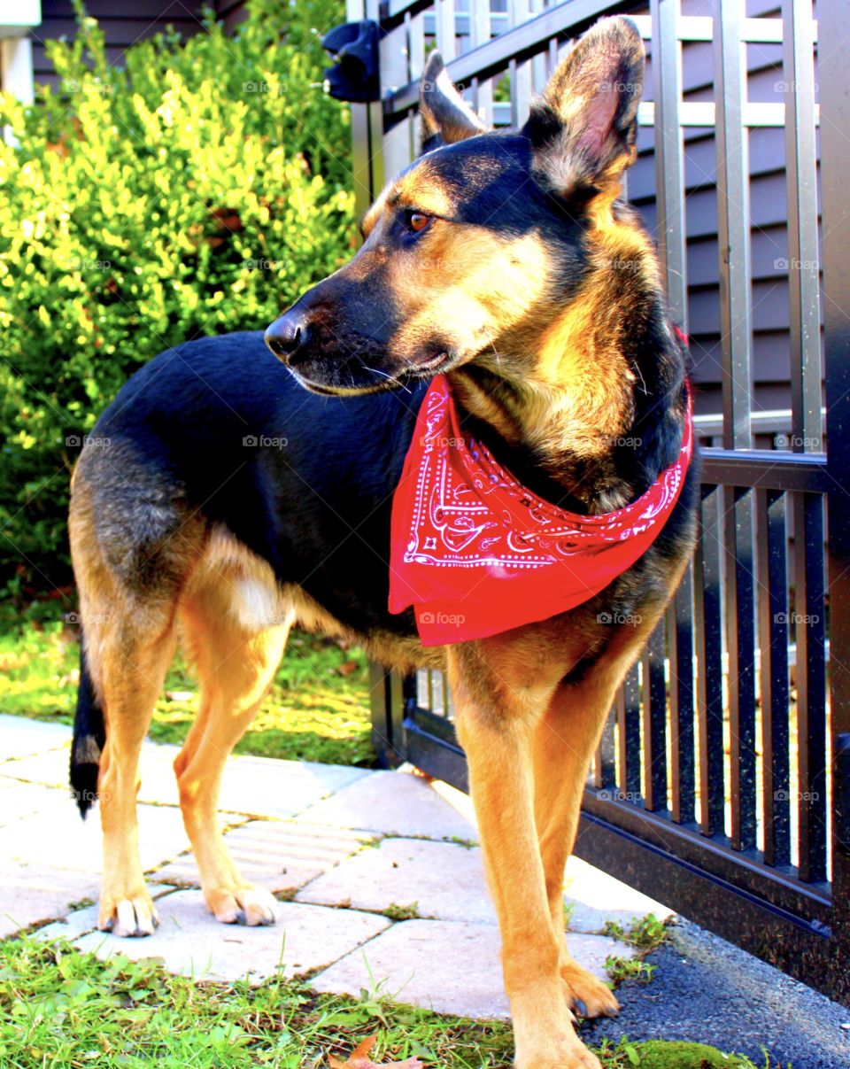 German Shepherd striking a pose in the sunlight