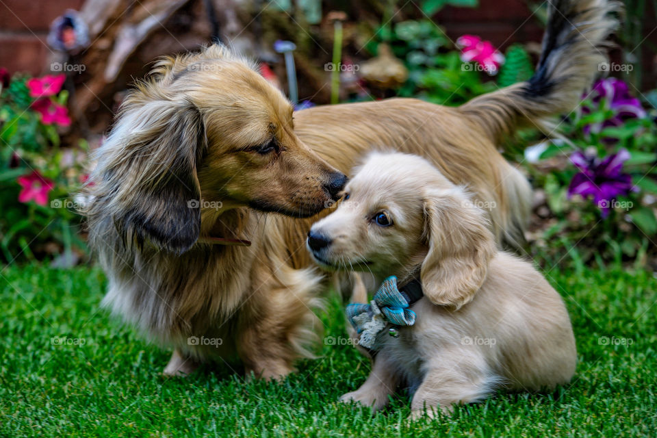 Remy the Champagne Dachshund meets his older brother for the first time.