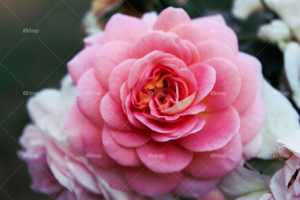 a beautiful pink rose in my garden.