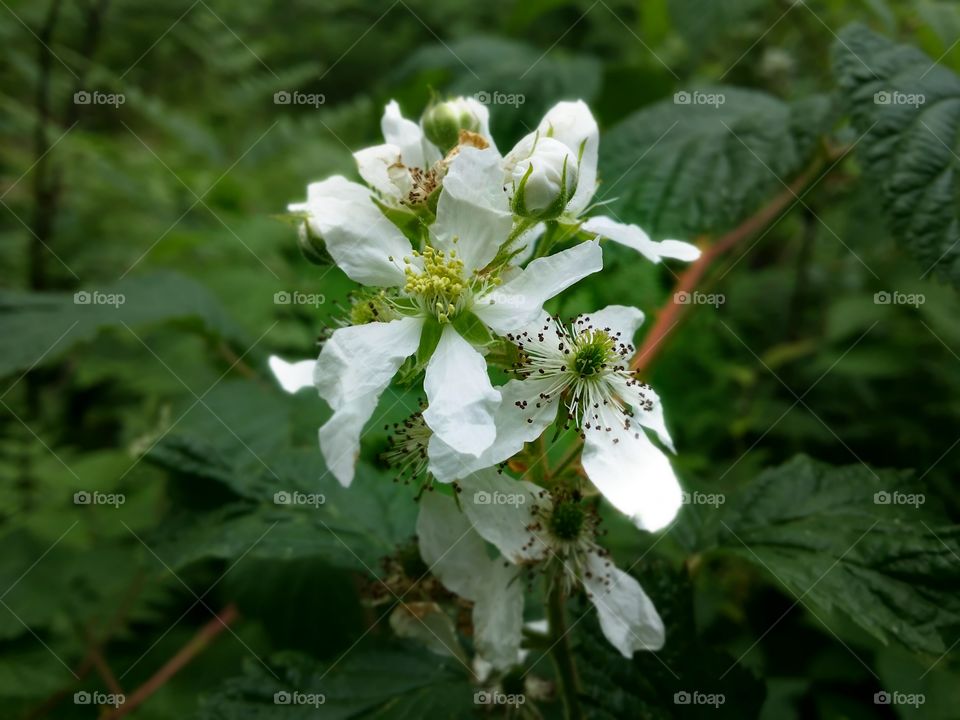 White Wild Flower in Nature