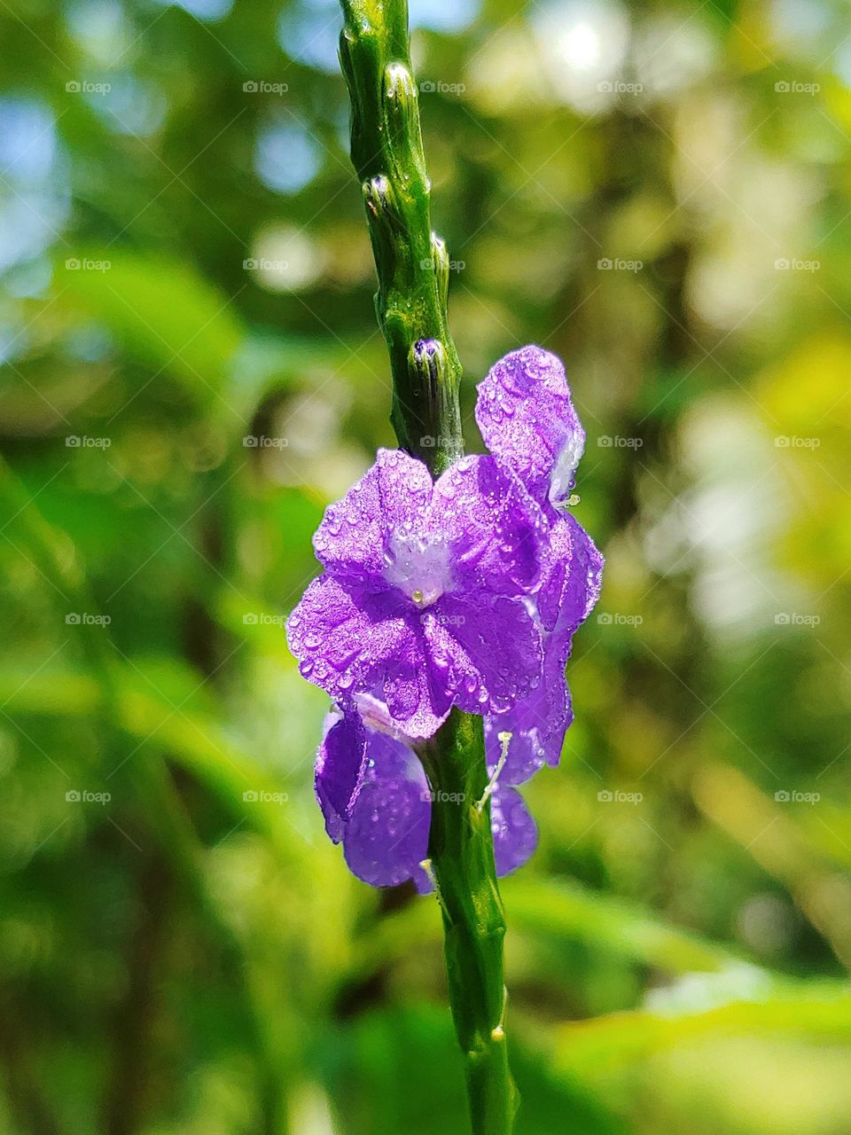 flowers captured