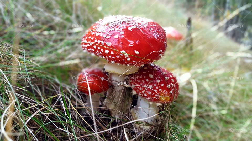 Red and white mushroom - fly agaric - röd flugsvamp 