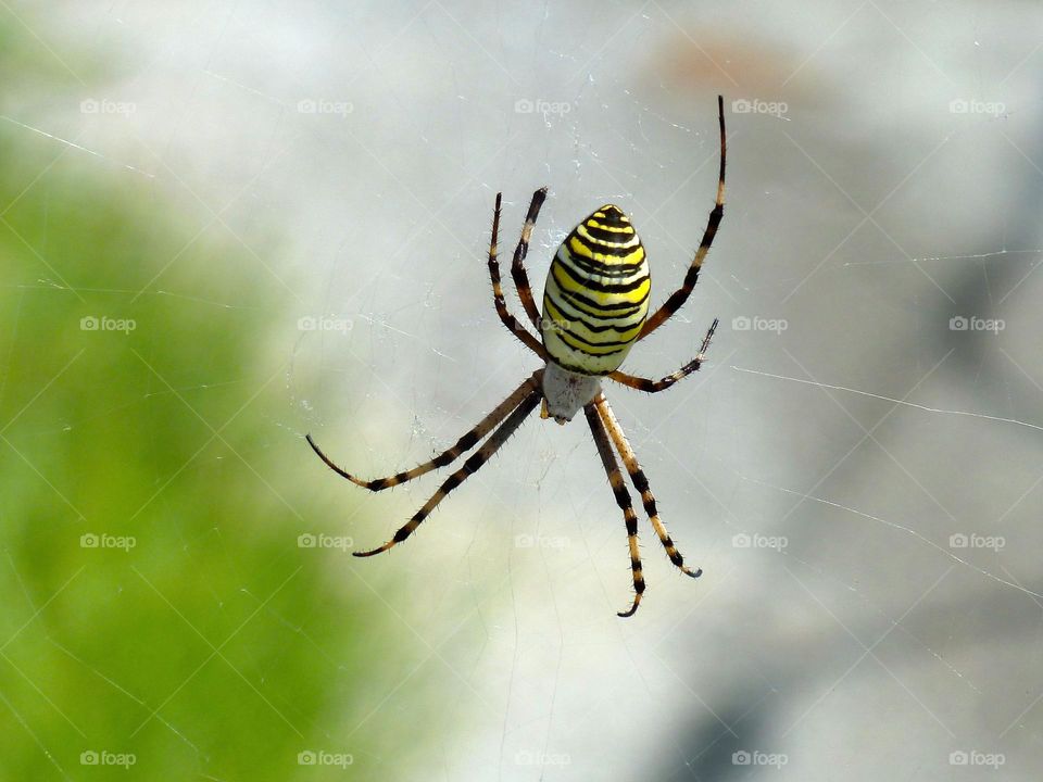 spider in Japan