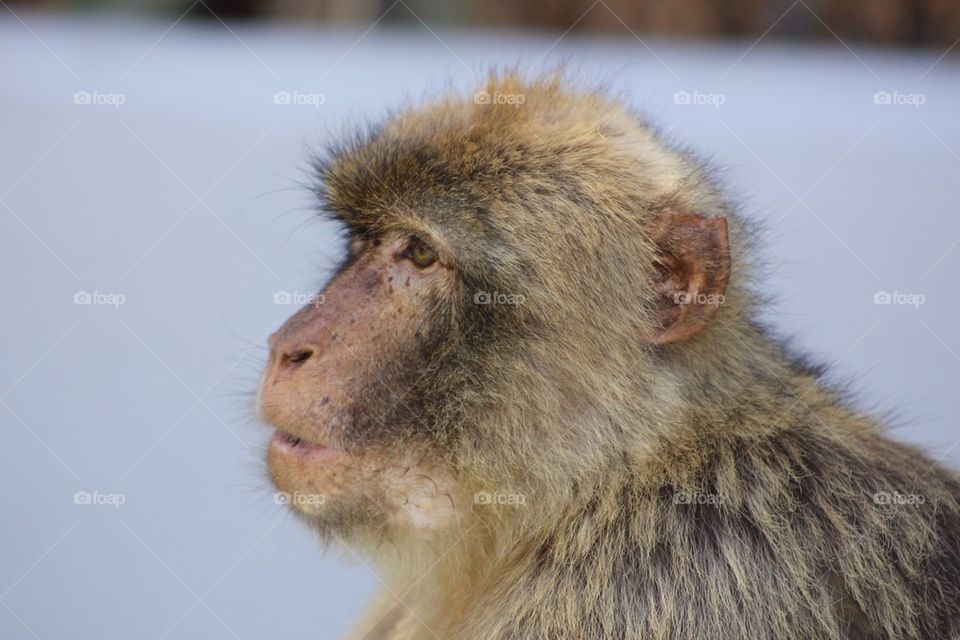 Ape in Gibraltar