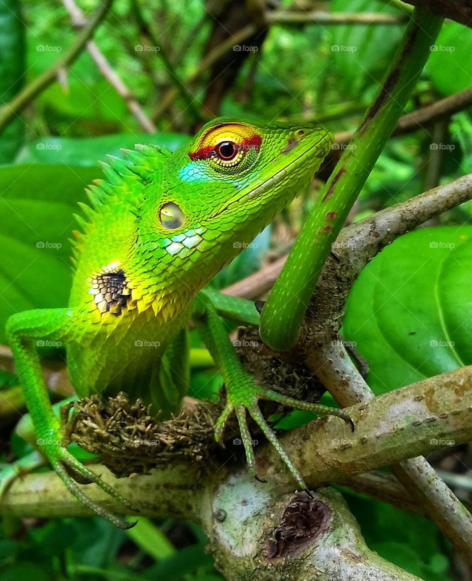 The lizard looks at me with rainbow colour eye