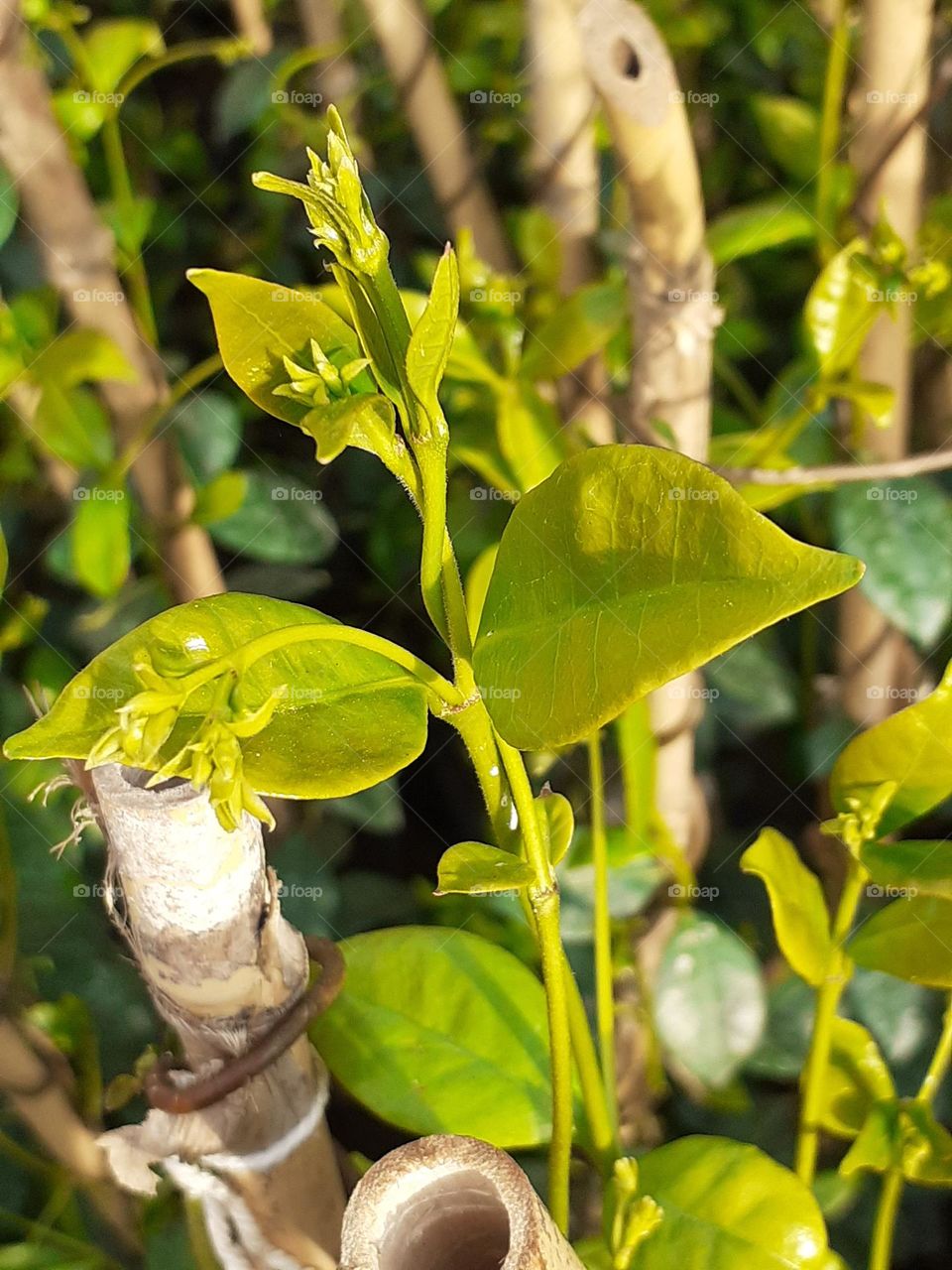 los brotes de la planta