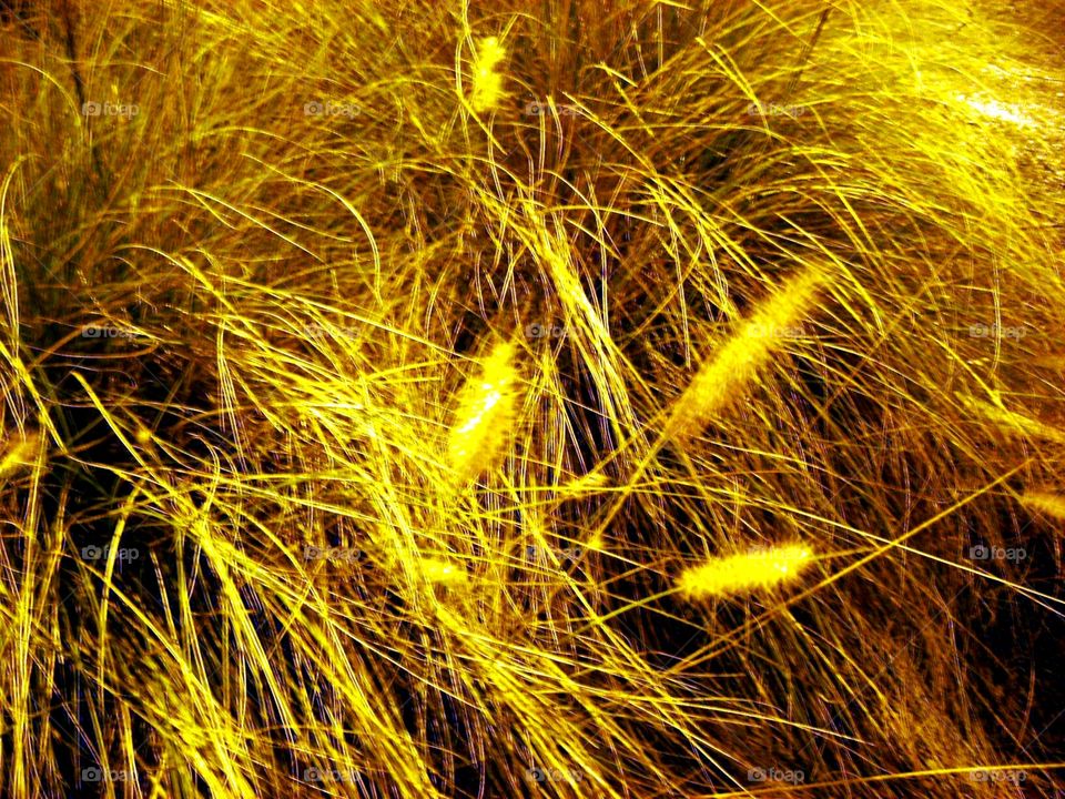 yellow straw grass. yellow straw abstract