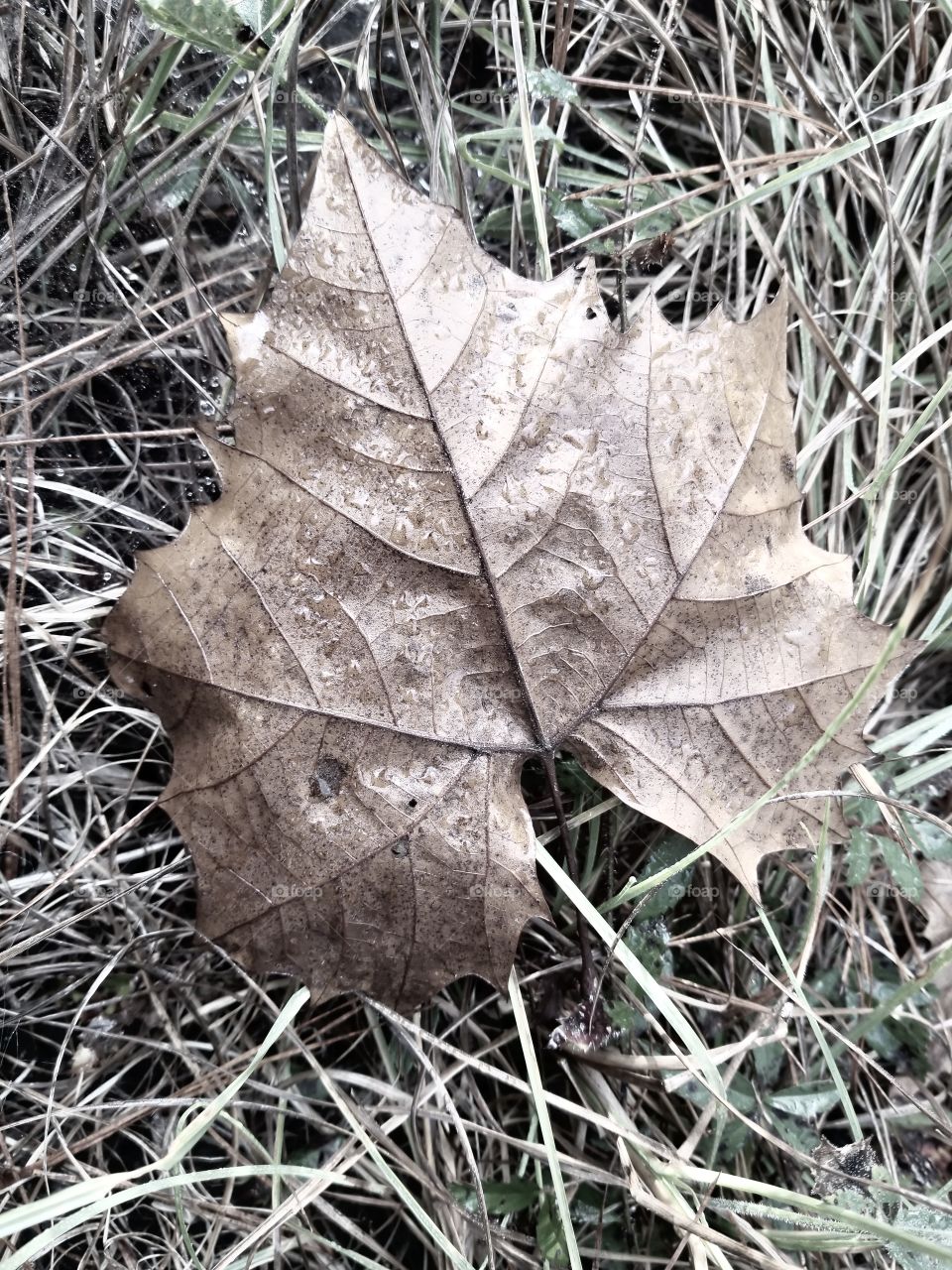 leaf