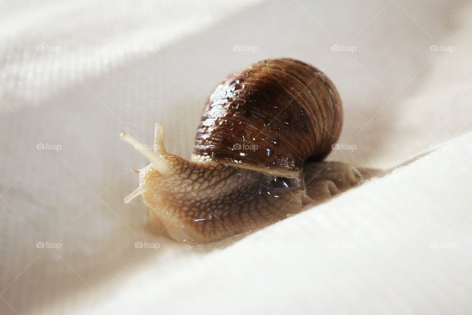 snail