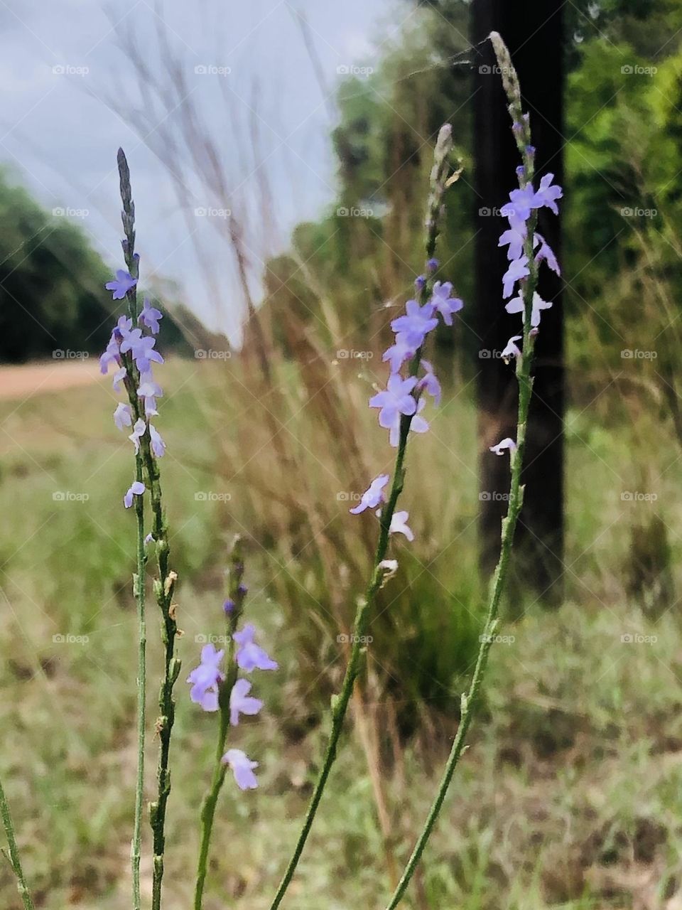 Sweet and tiny purple flowers that look like a water color painting 💜