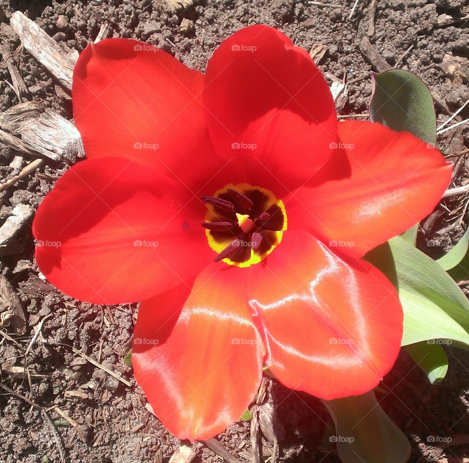Orange red tulip