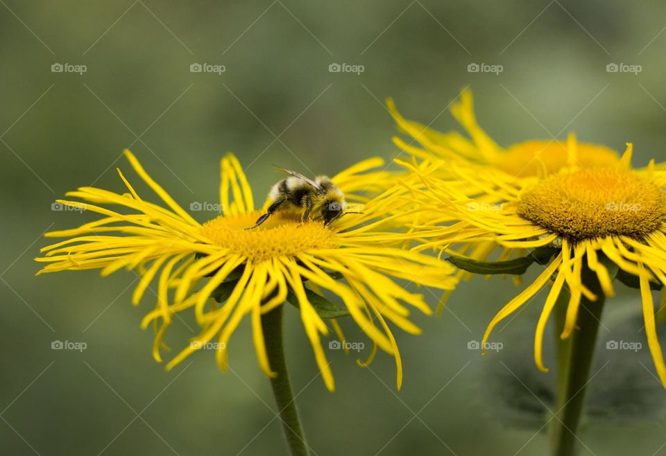 A bee on yellow flower