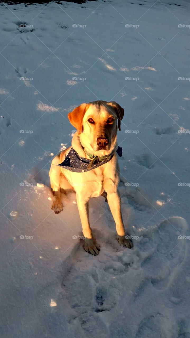 Dog, Snow, Winter, No Person, Portrait