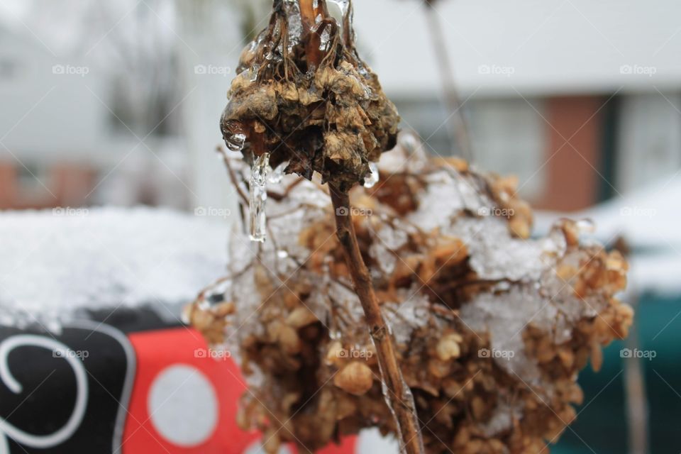 Frozen Hydrangea Bush with clumps of snow and dried leaves.