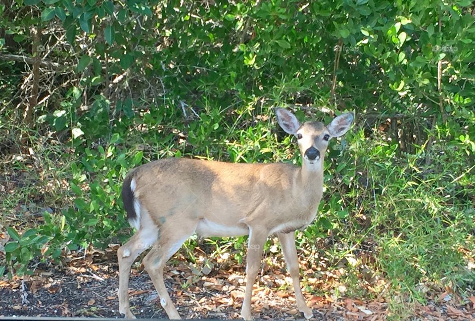 Key Deer