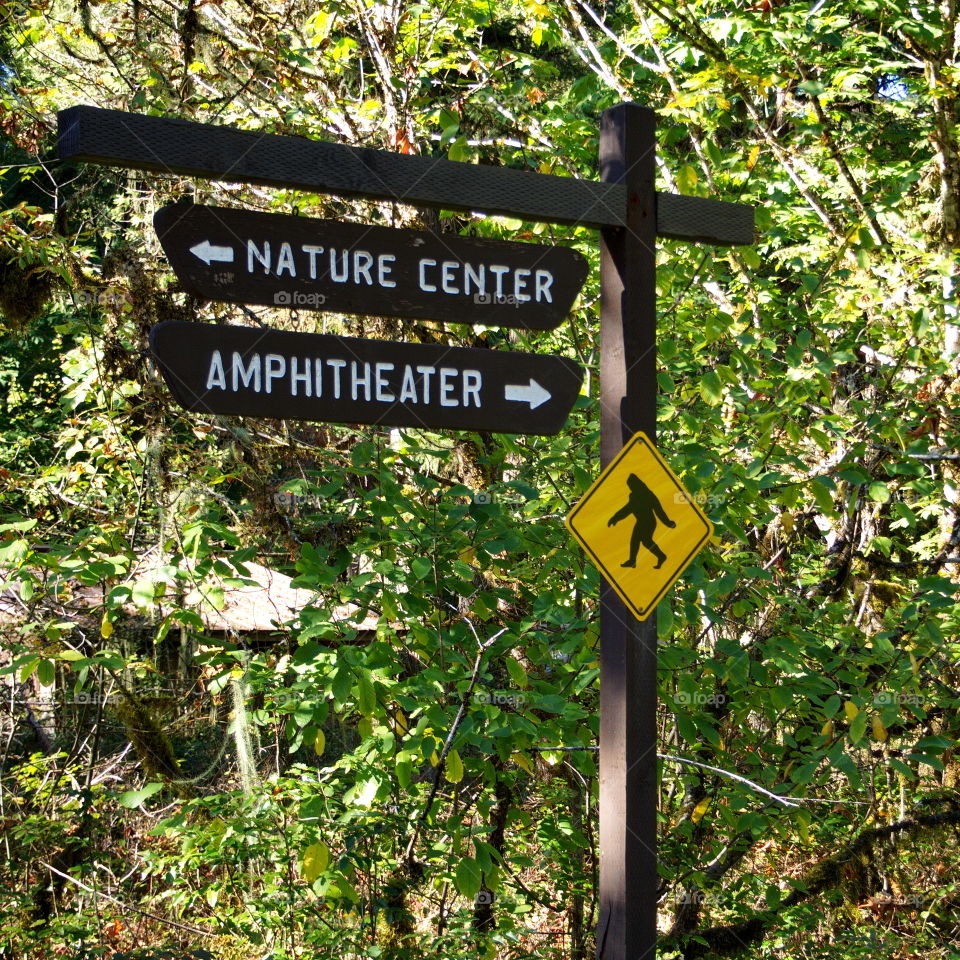 Summer vacation in the Oregon forest 