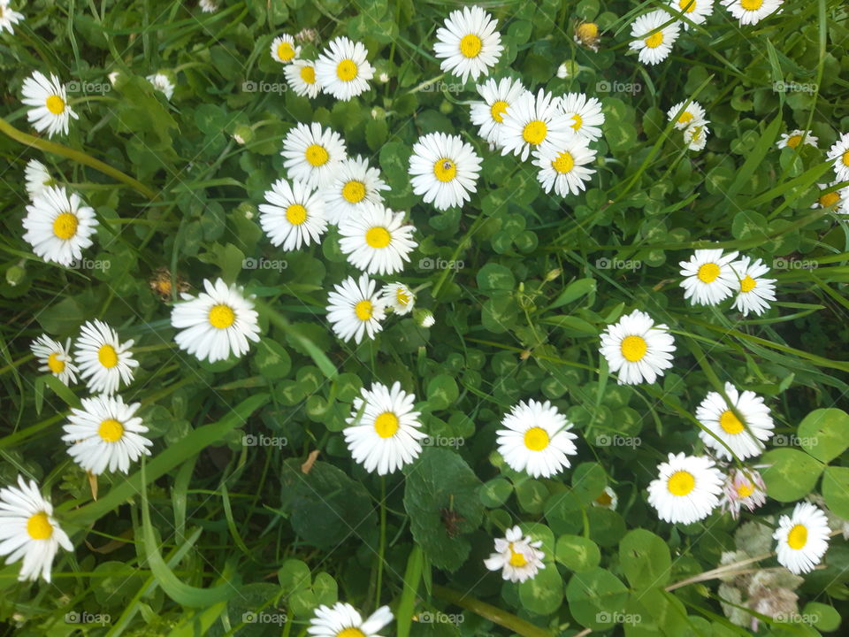 Daisies