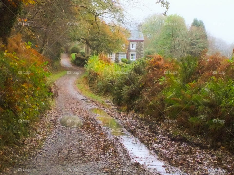 Autumnal lane