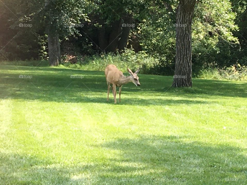 Lonesome White tail deer spotted walking on lush green grasses, in a park, in the shade, trying to keep cool on this sunny day in Medicine Hat, Alberta, Canada, where we see wildlife animals like this all the time
