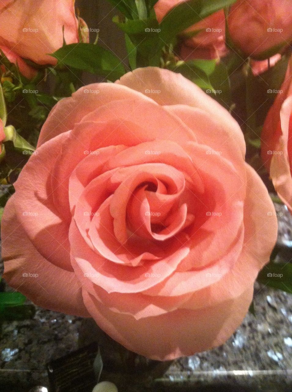 Pink rose. A pink rose for mom