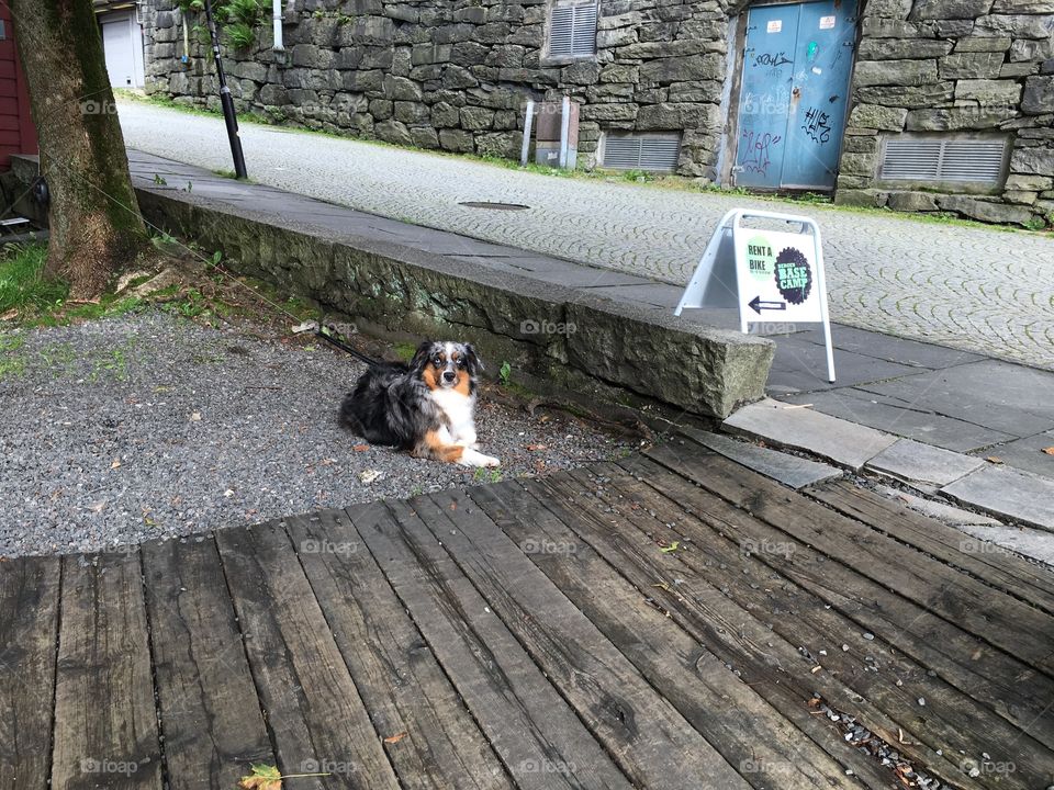 Dog, No Person, Road, Mammal, Outdoors