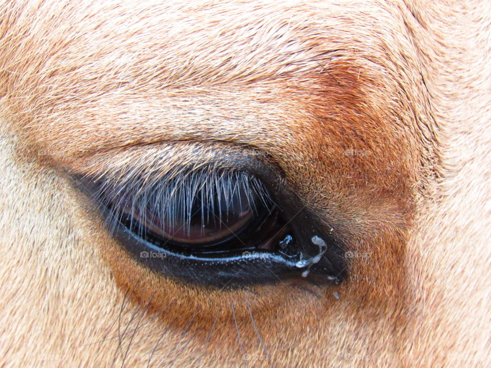 Close-up of horse's eye