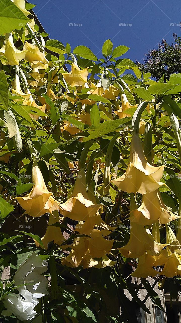 Yellow bells. Out walking getting my exercise