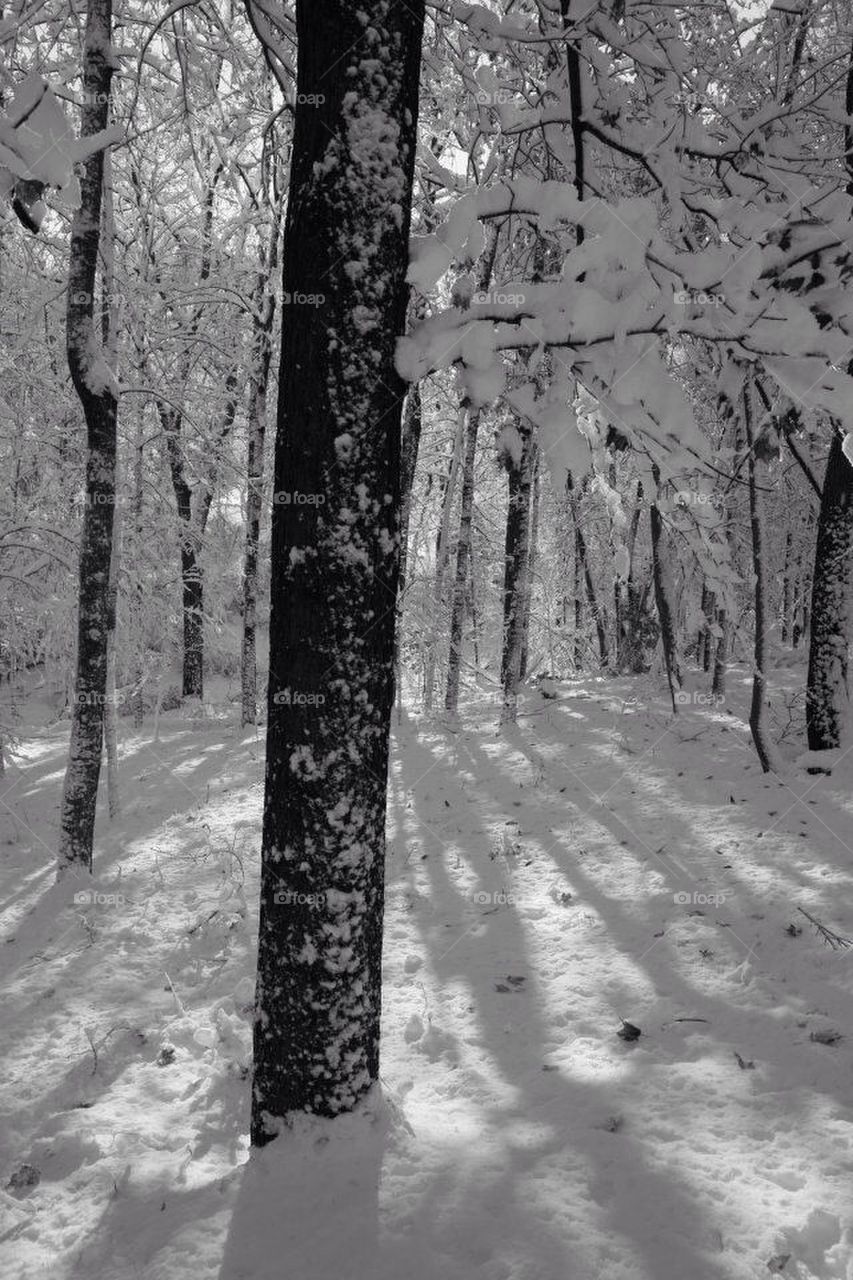 New fallen snow on trees