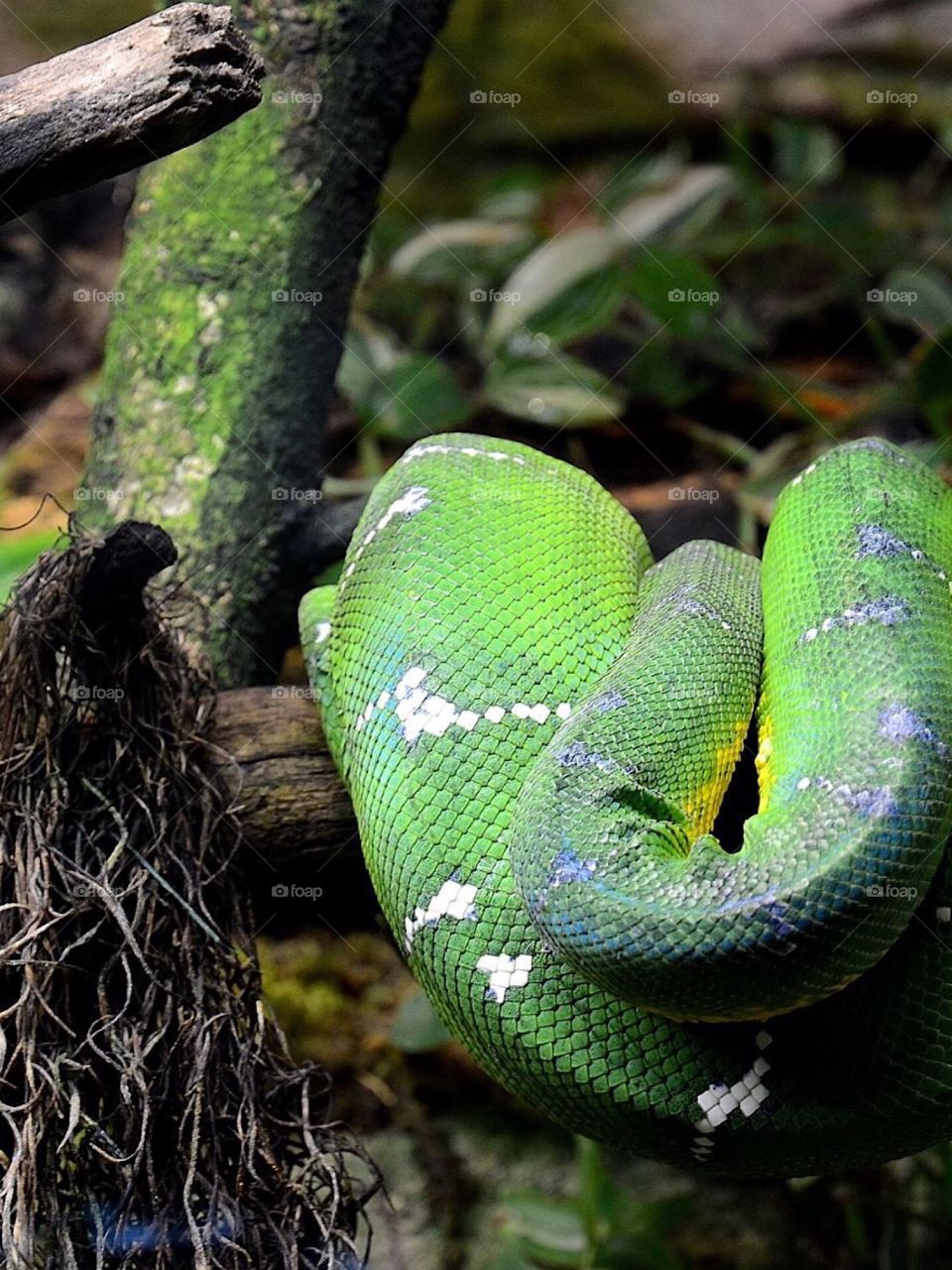 Green snake