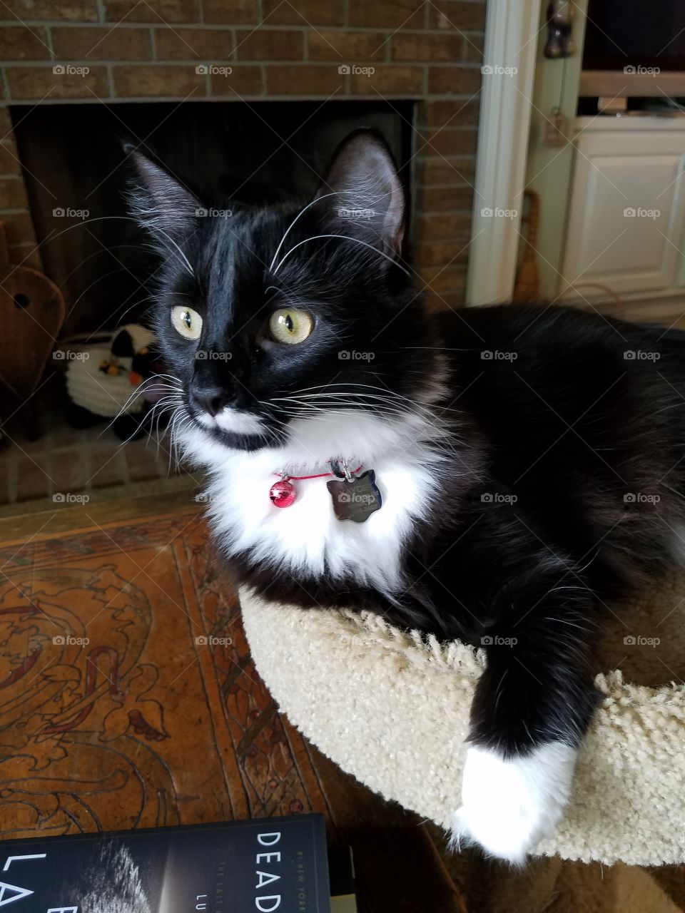 Tuxedo Kitty Lounging