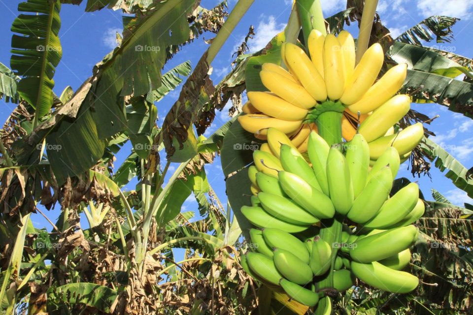 plantação de banana