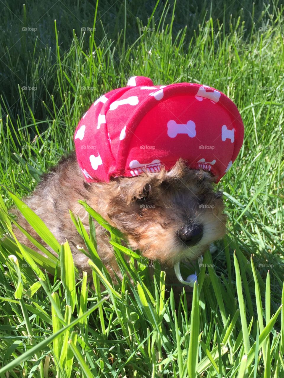 Beautiful puppy in the summer 