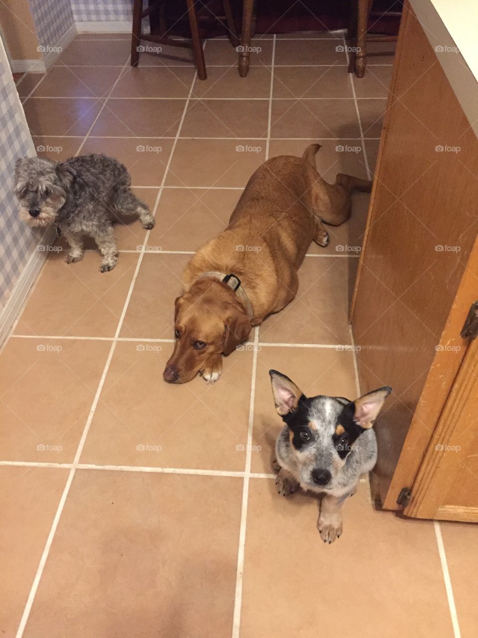 Cash, Benny and Drake