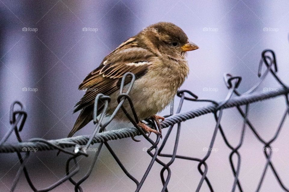 A sparrow on a wire fence