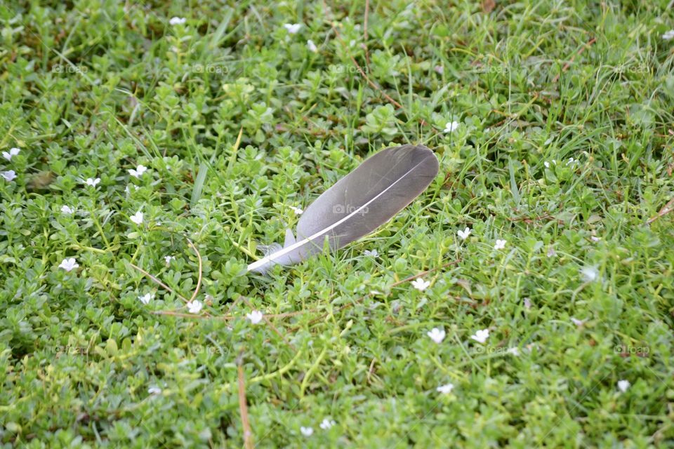A gray and white feather lying on green grass dotted with tiny white flowers