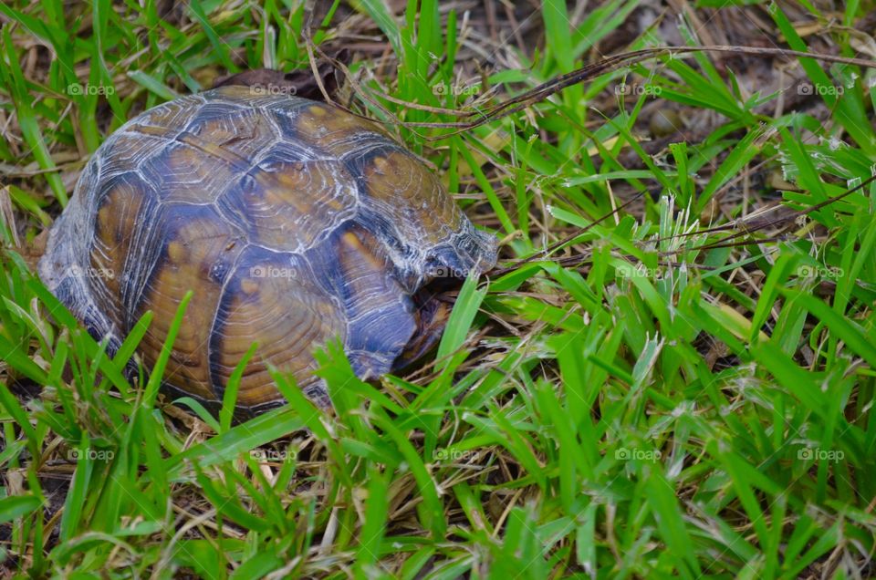 Turtle hiding in its shell