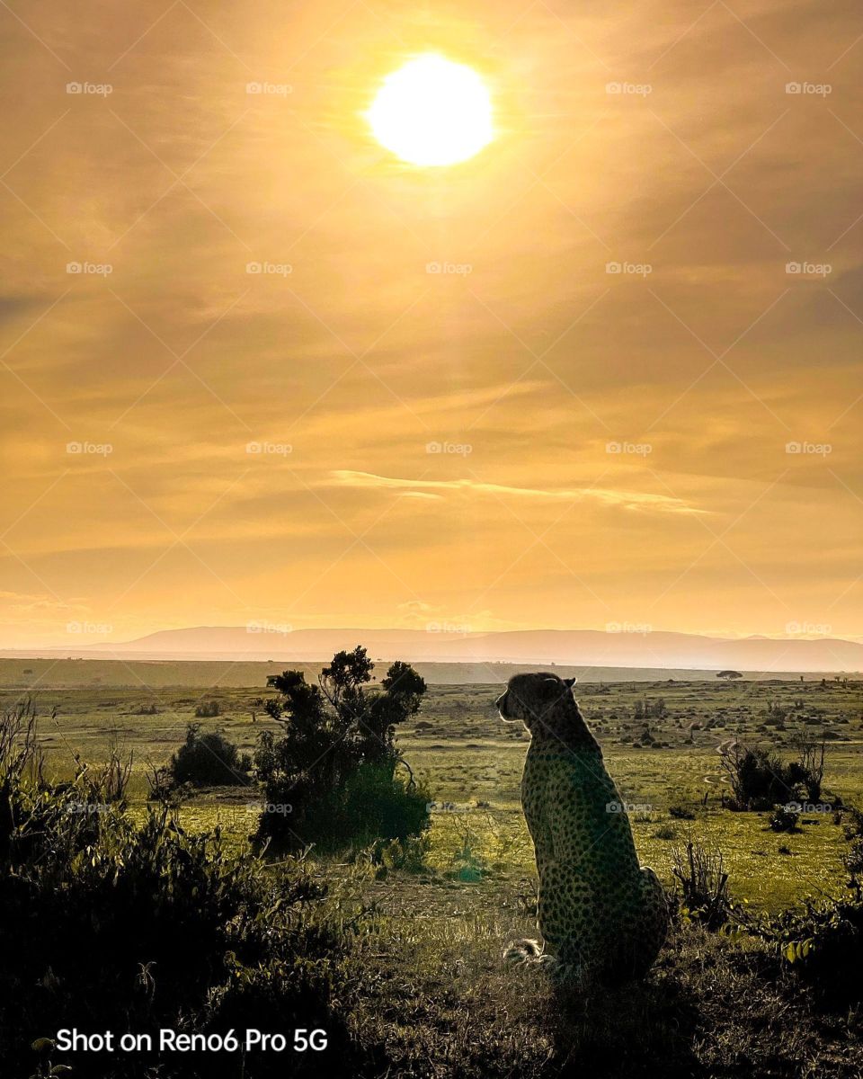 Tiger Close Photos 📸❤️