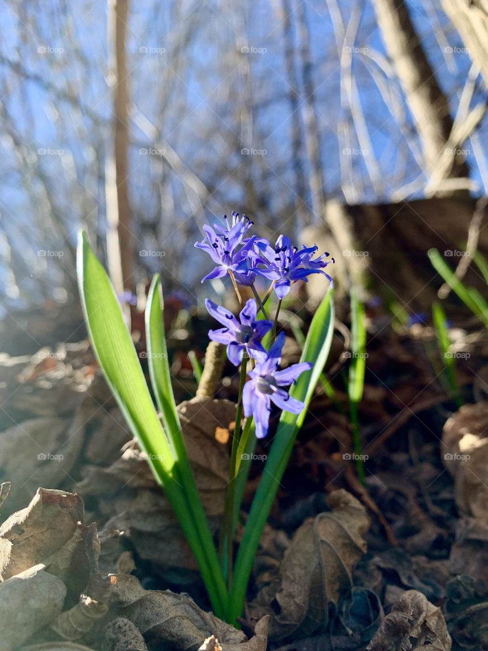 Scilla bifolia, a typical undergrowth flower that blooms from March to June.