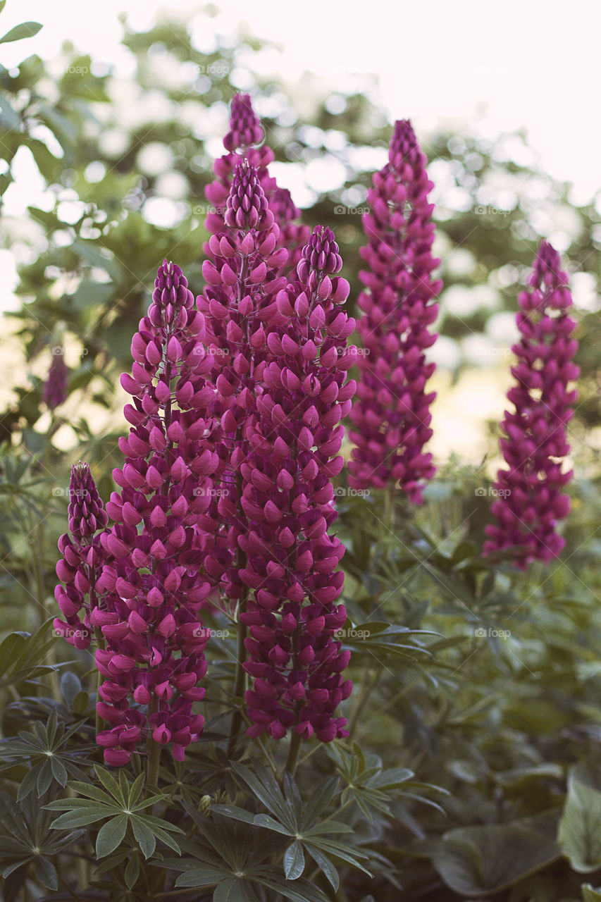 lupins