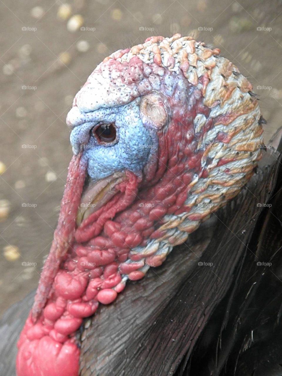 Turkey closeup 