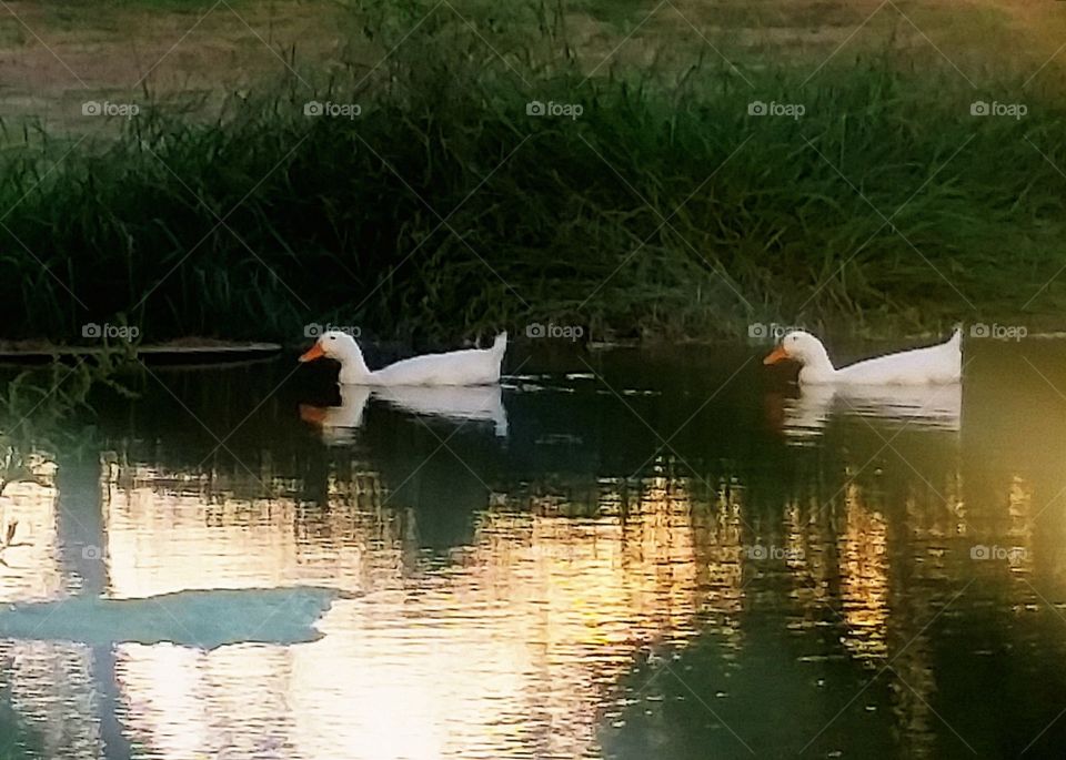 ducks. gliding through the reflective waters as the sun sets