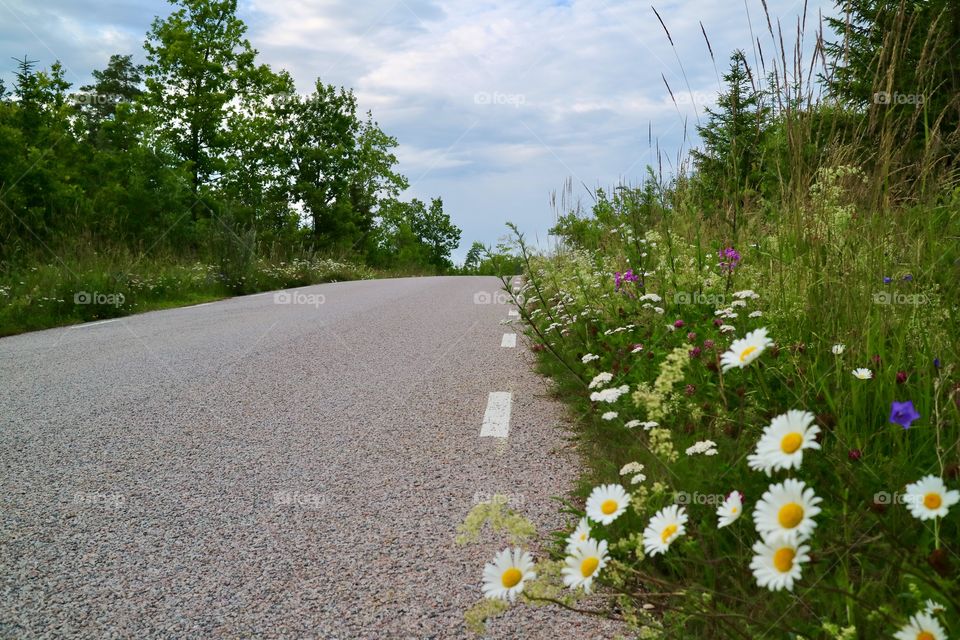 Flowers at the roadside