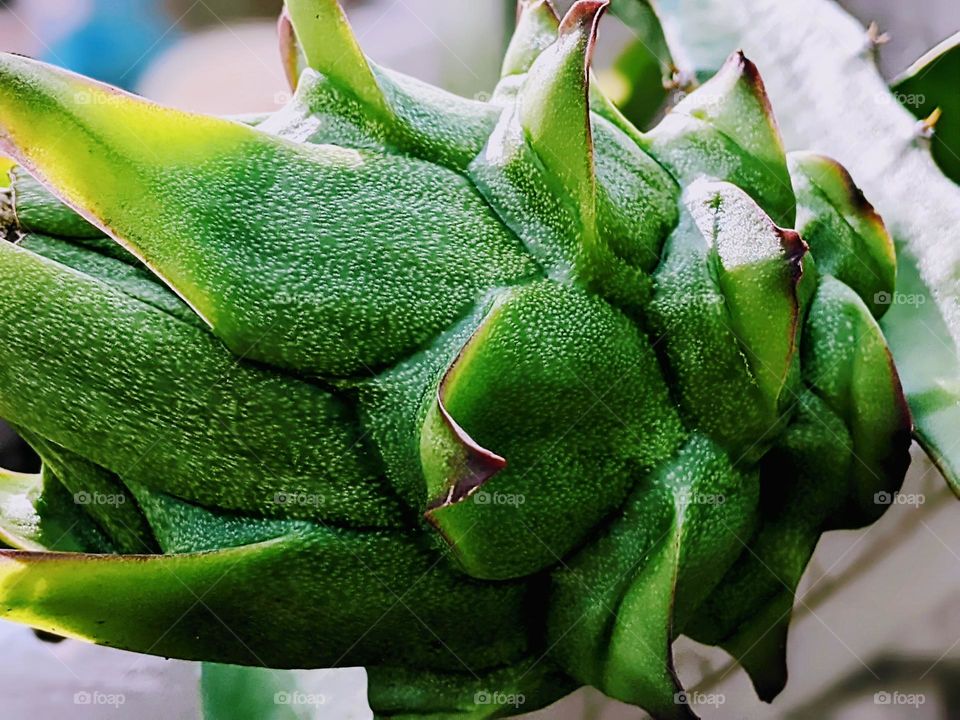 young dragon fruit