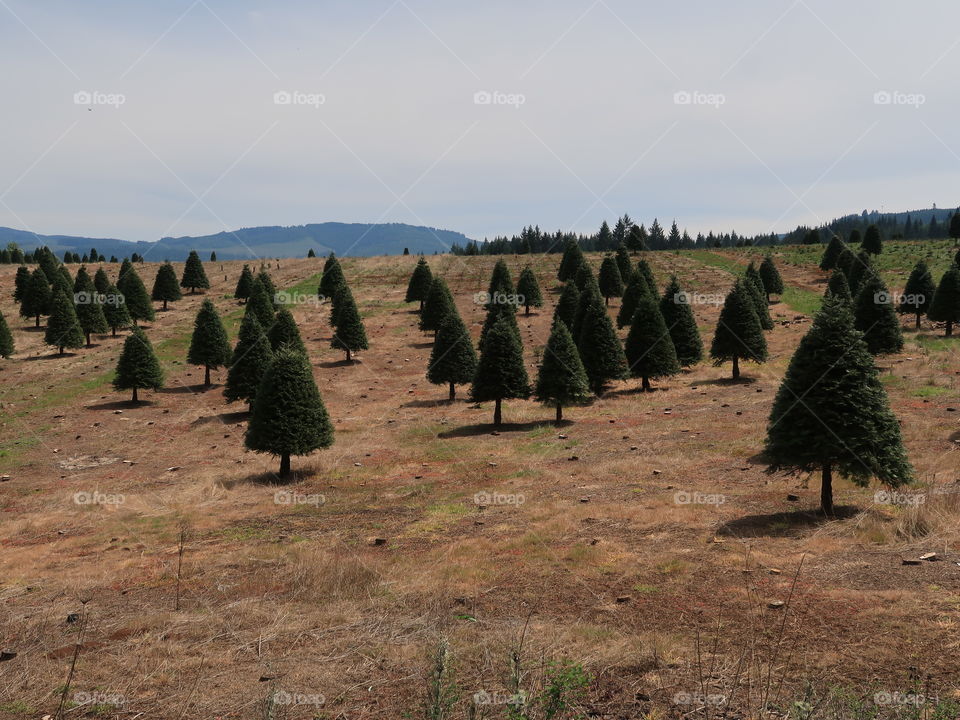 Perfectly shaped trees growing on a hill at a Christmas Tree Farm in Western Oregon during the spring. 