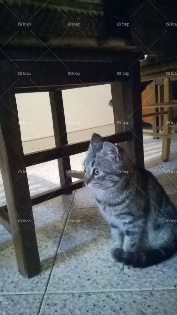 oh oh I thought I saw a dog