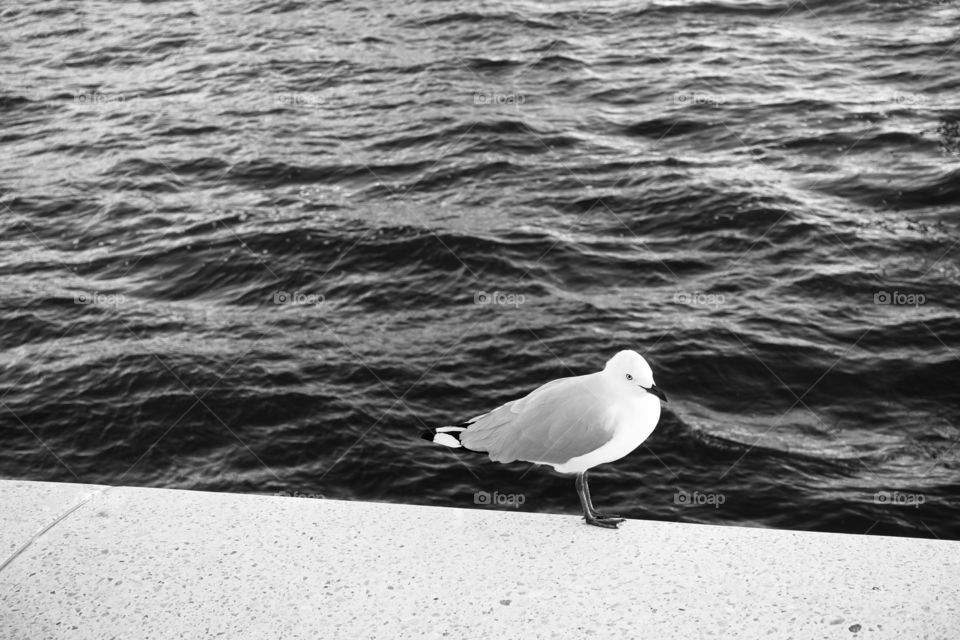 A seagull near the river. (monochrome image)