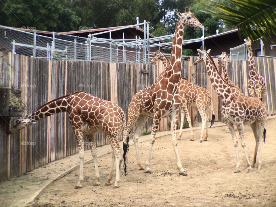 Giraffes at Zoo 