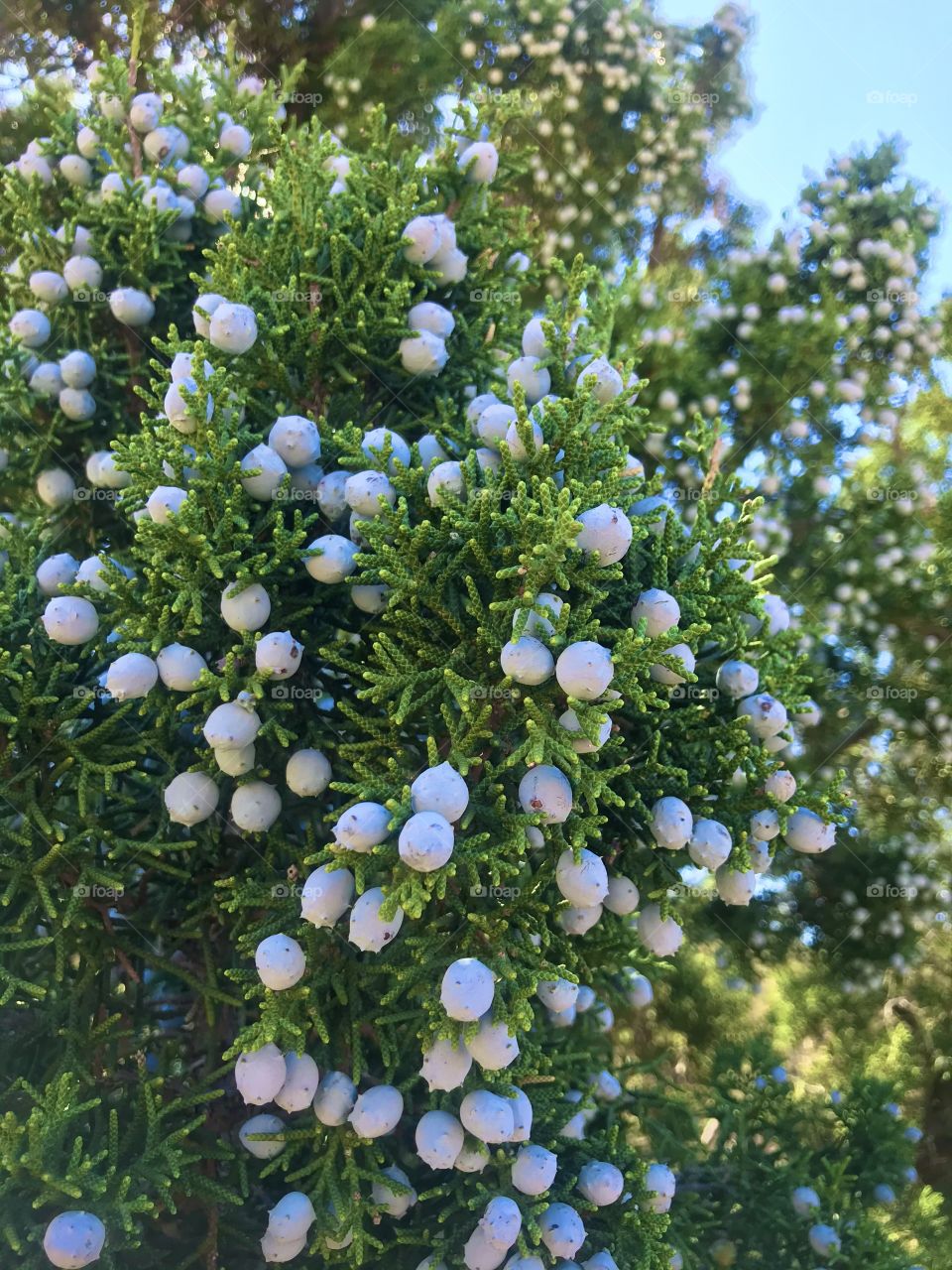 Juniper closeup