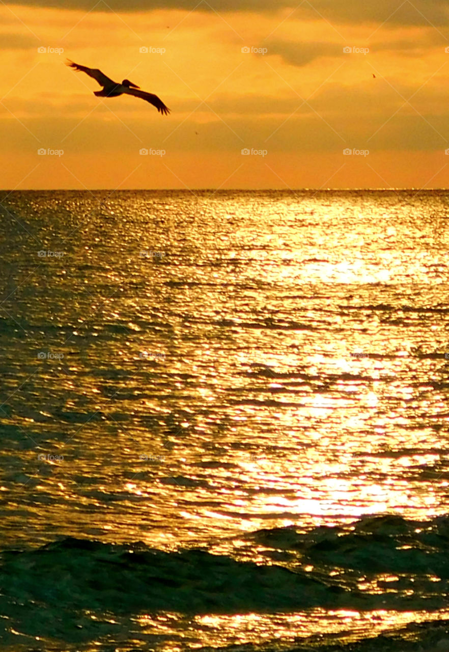 A Brown Pelican with an oversized bill, sinuous neck, and s big dark body glides above the surf of the Gulf of Mexico!