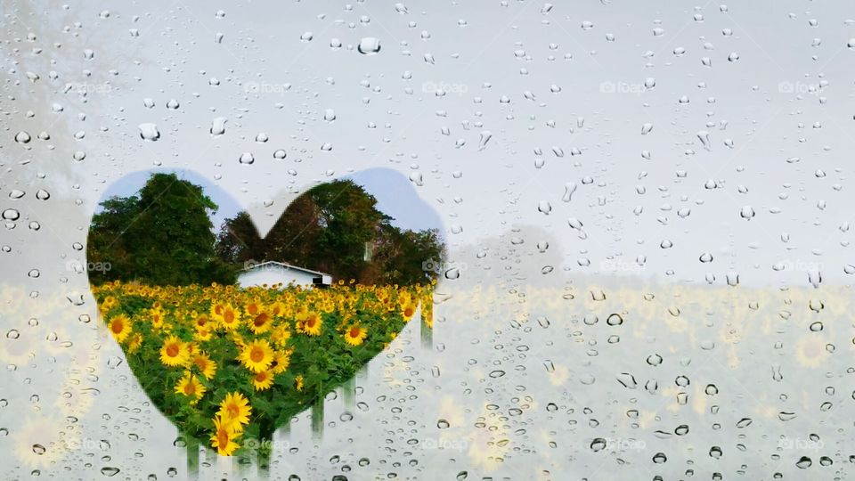 sunflowers outdoor raindrops window